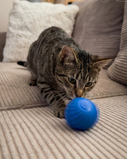 Nova – Balle interactive